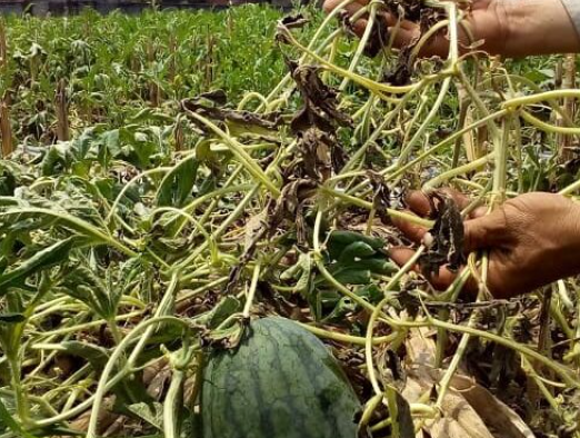 Bệnh chạy dây, ngủ ngày, chết muộn, héo rũ – sâu bệnh hại trên dưa hấu