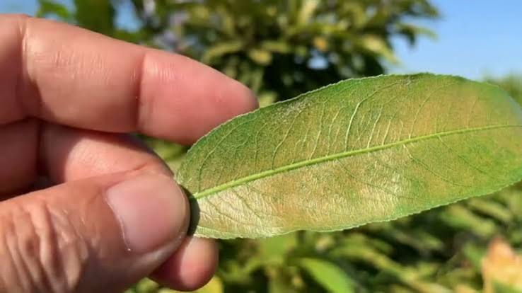 Lá mai vàng bạc màu và chuyển nâu đồng, ảnh minh họa nhện đỏ gây hại
