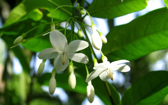 Hoa mai chiếu thủy trắng năm cánh, mọc rủ cùng các nụ hoa