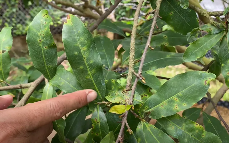 Lá mai vàng có các đốm nâu nhỏ với quầng vàng, ảnh minh họa bài bệnh rỉ sắt