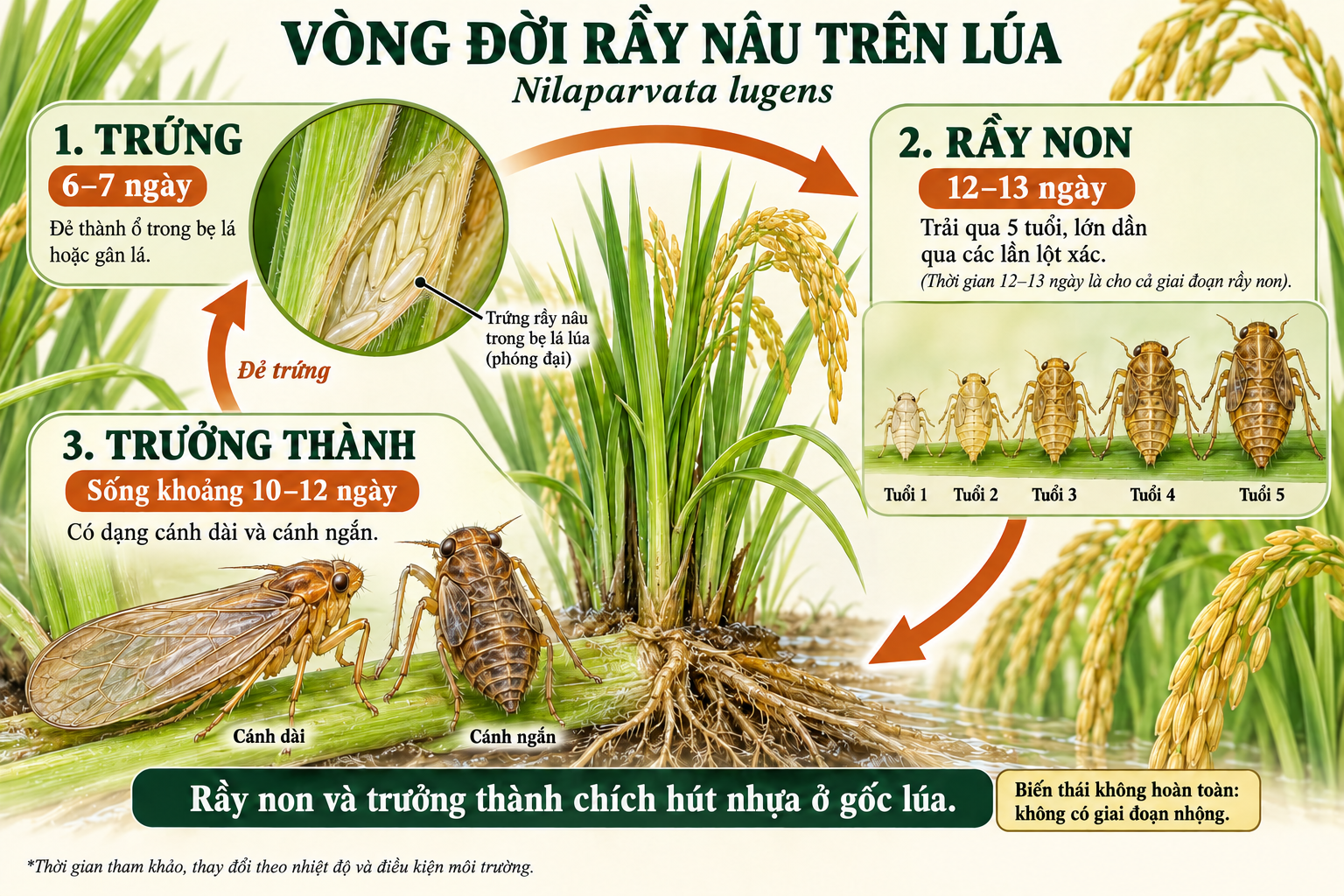 Vòng đời rầy nâu hại lúa và thời gian từng giai đoạn