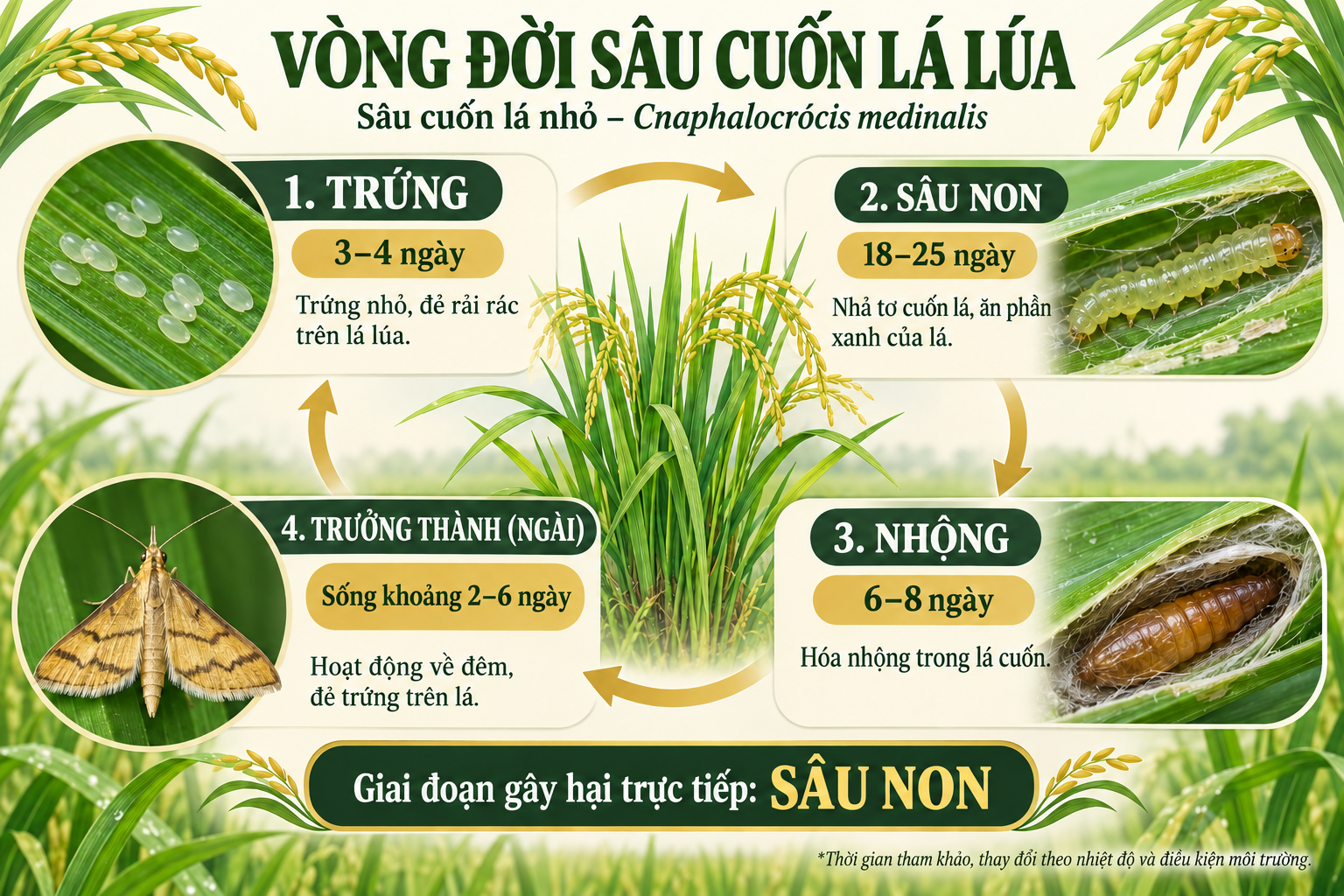 Vòng đời sâu cuốn lá lúa: trứng, sâu non, nhộng và ngài trưởng thành