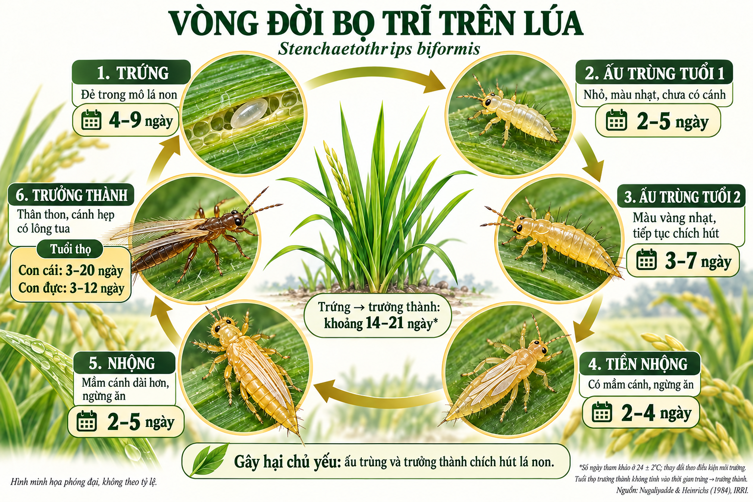 Vòng đời bọ trĩ trên lúa với số ngày của từng giai đoạn: trứng, ấu trùng, tiền nhộng, nhộng và trưởng thành