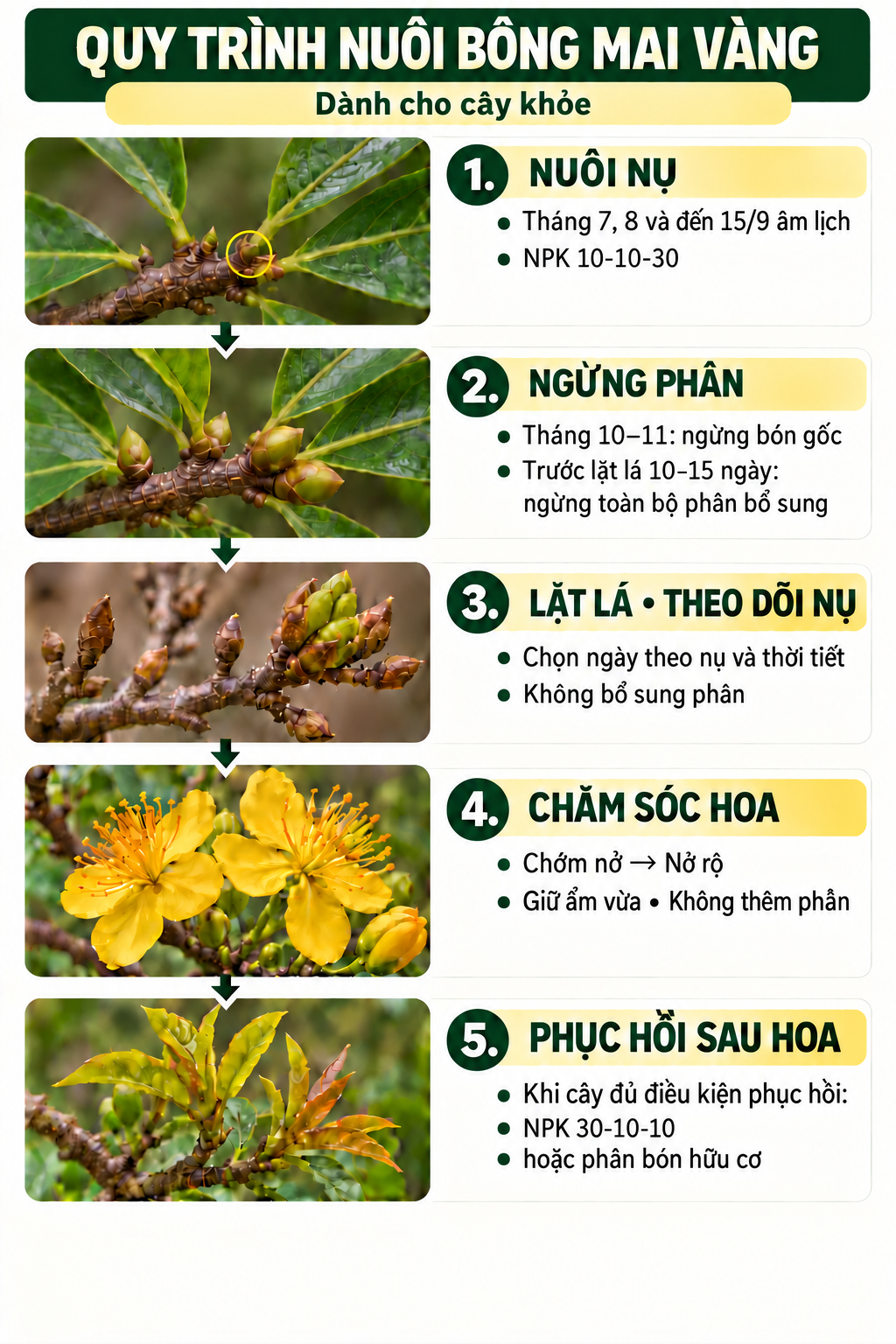 Quy trình nuôi bông mai vàng cho cây khỏe: nuôi nụ, ngừng phân, lặt lá, chăm sóc hoa và phục hồi sau hoa